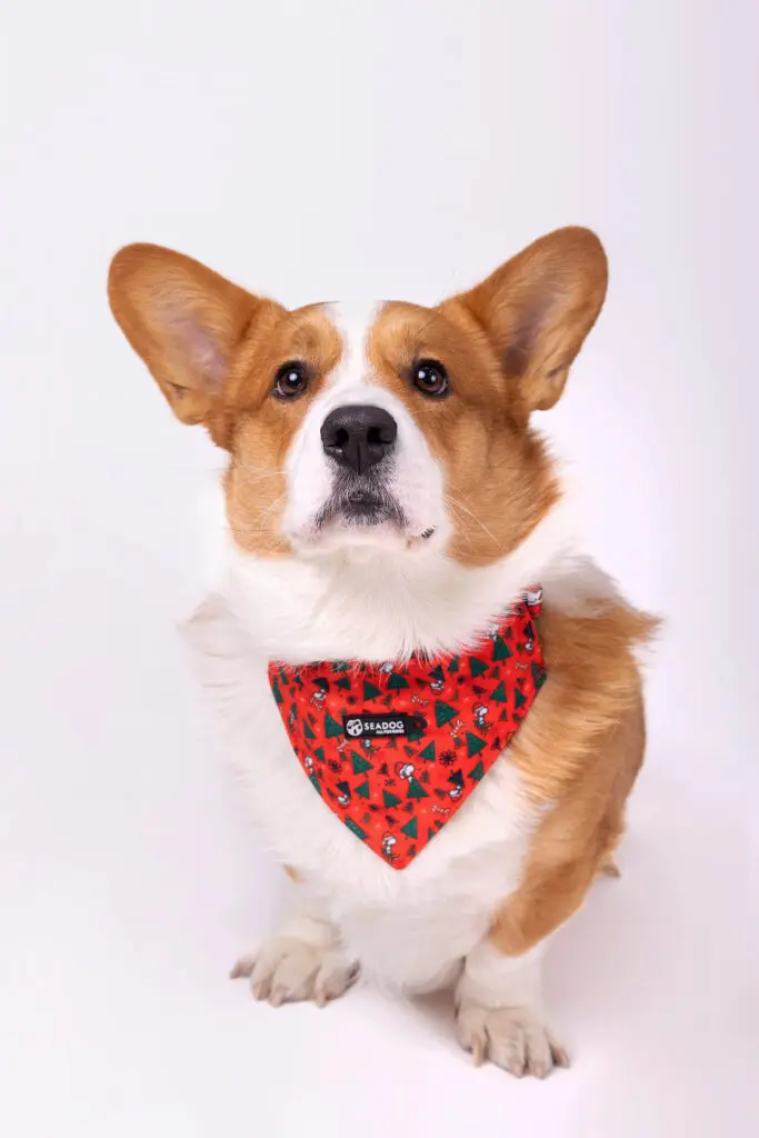 Bandana na obrożę "Psanta Claus" data-lazy-src=