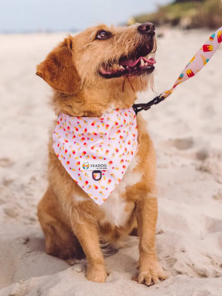 Bandana na obrożę "To nie ja byłam mewą" data-lazy-src=