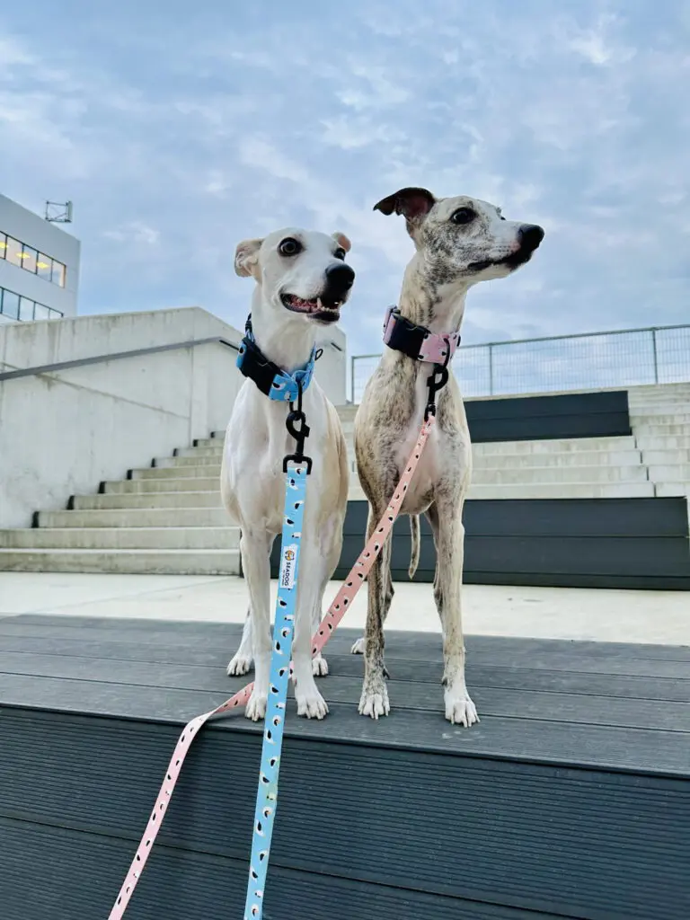 Obroża dla Charta SOFT 40mm "Widziałem ptaka cień" data-lazy-src=