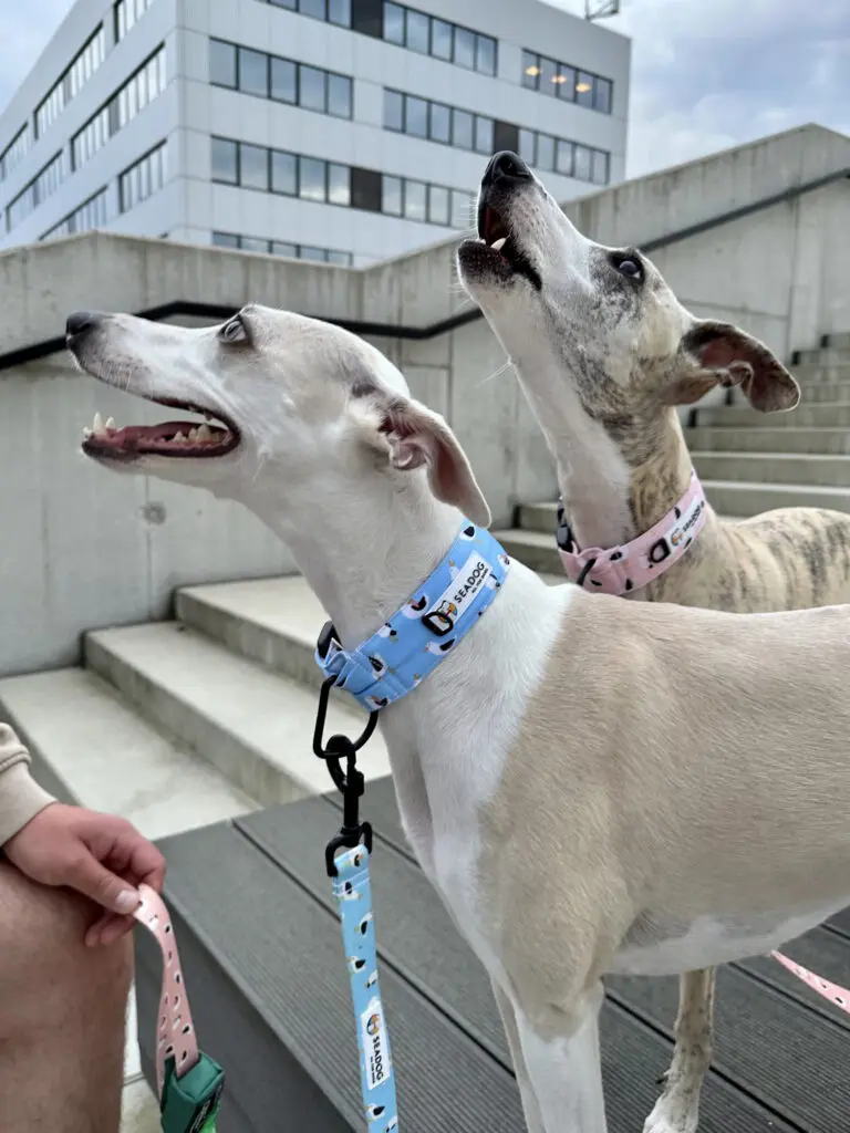 Obroża dla Charta SOFT 40mm "Widziałem ptaka cień" data-lazy-src=