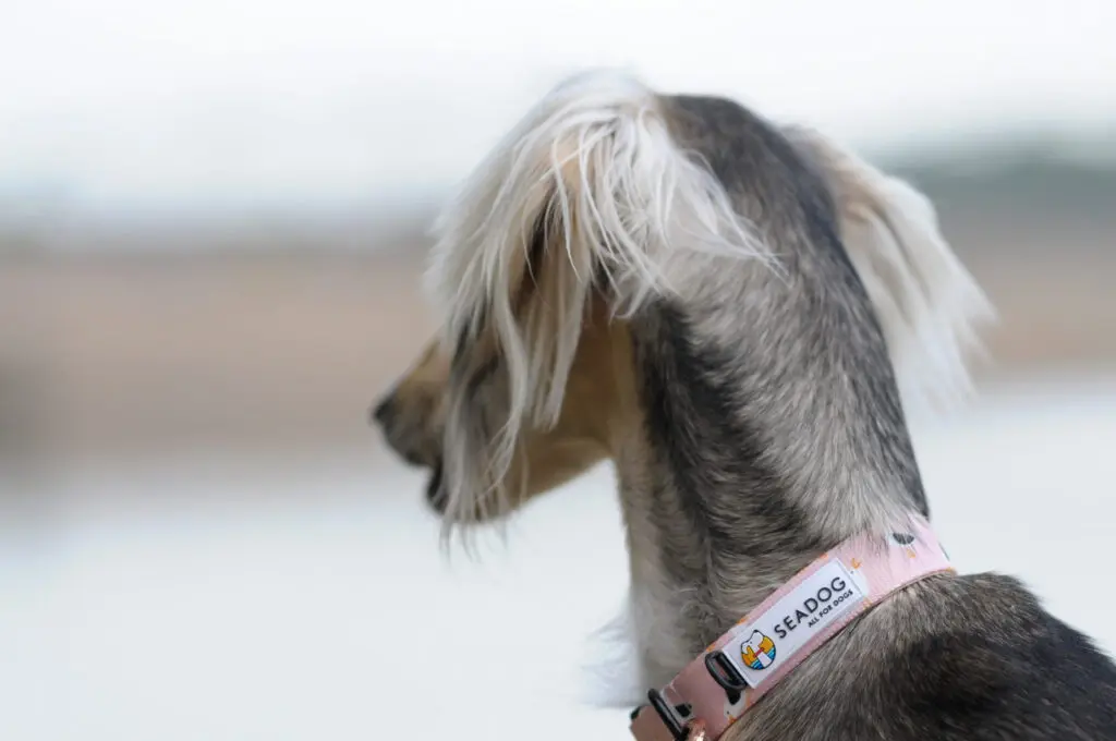 Obroża dla psa lub kota "To nie ja byłam mewą" data-lazy-src=