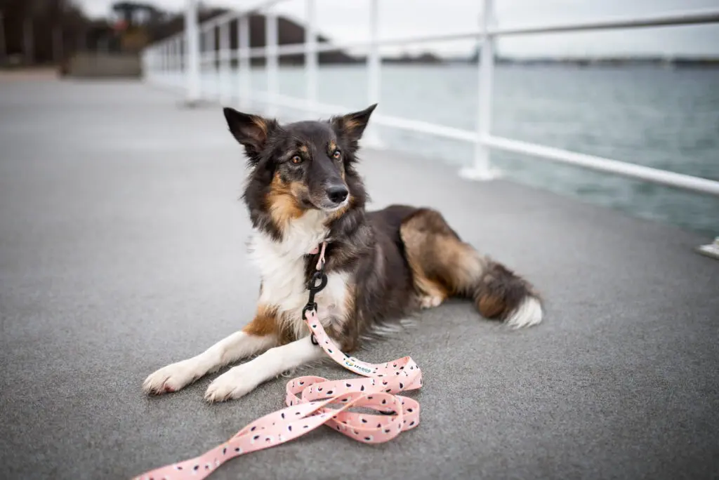 Obroża półzaciskowa dla psa lub kota "To nie ja byłam mewą" data-lazy-src=