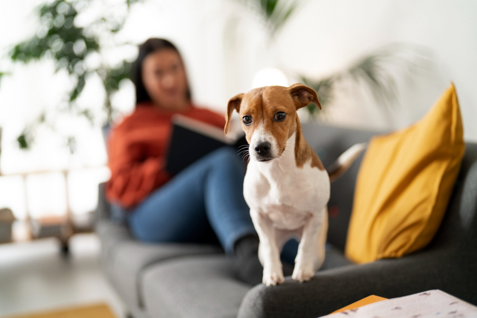 Jack Russell Terrier