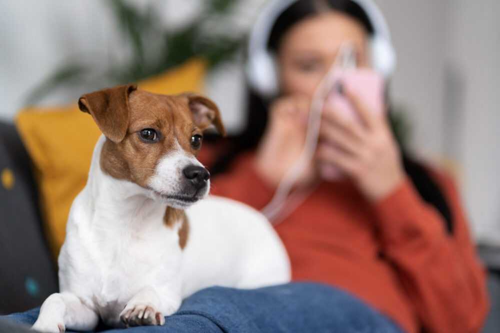 Jack Russell Terrier