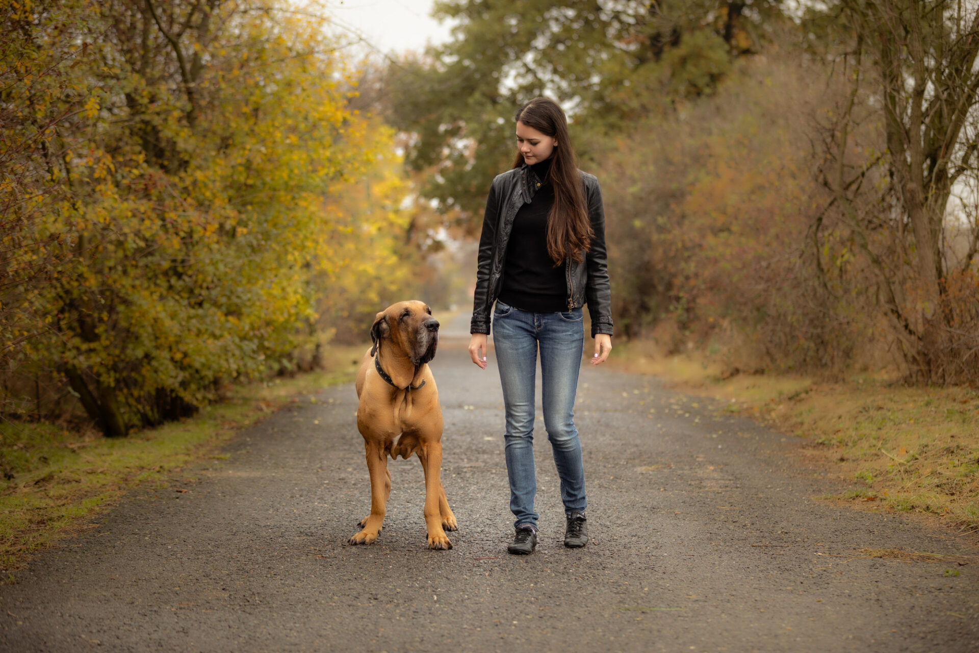 Fila brasileiro