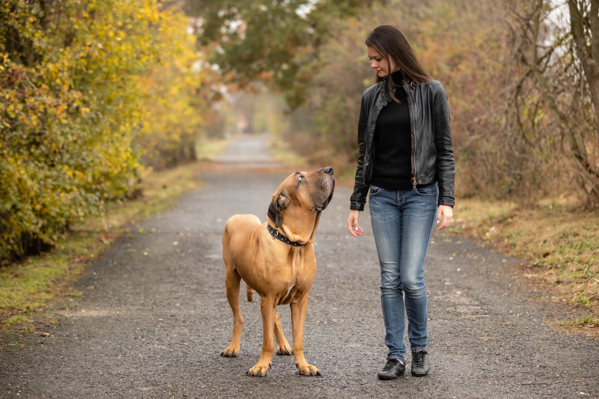 Fila brasileiro