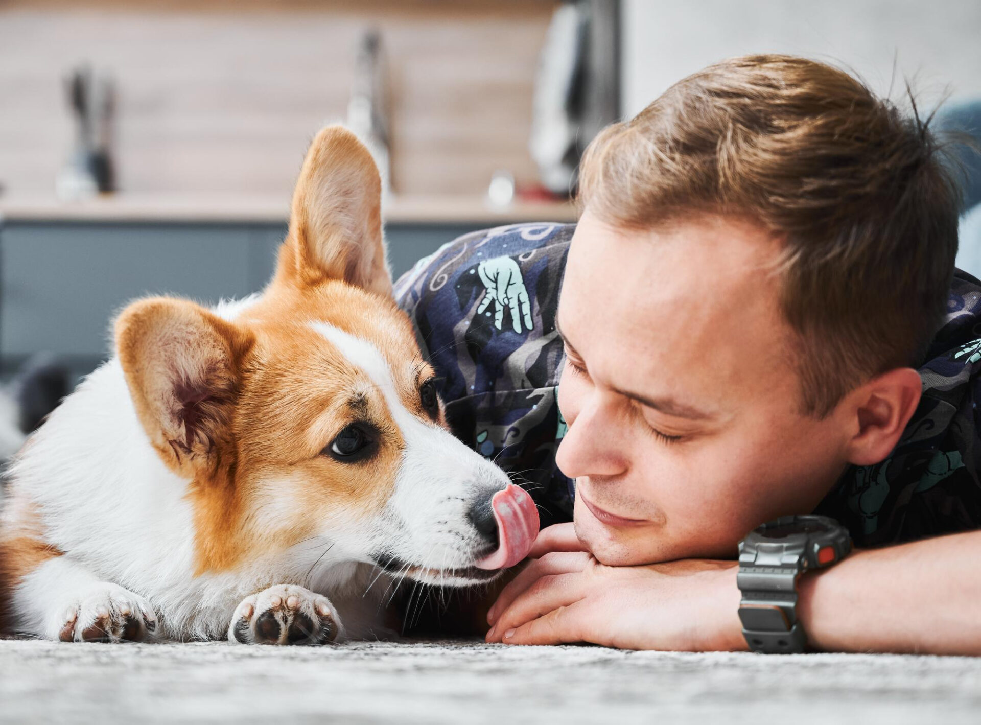 Welsh corgi pembroke