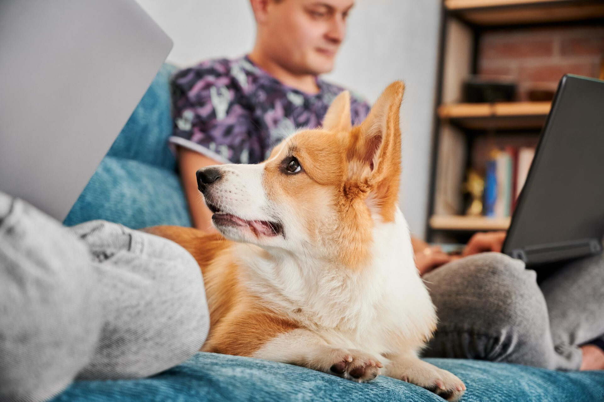 Welsh corgi pembroke