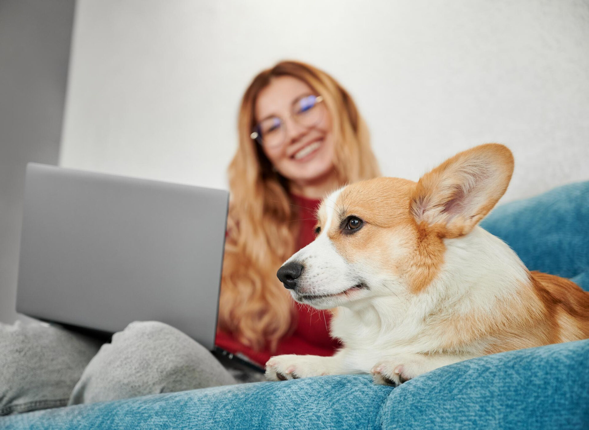 Welsh corgi pembroke