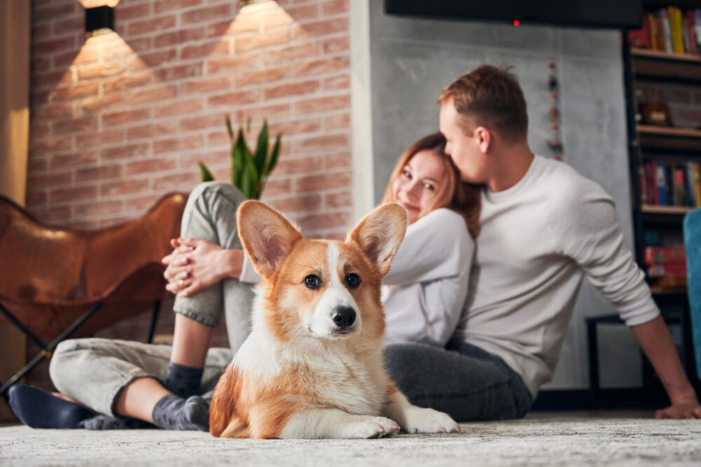 Welsh corgi pembroke