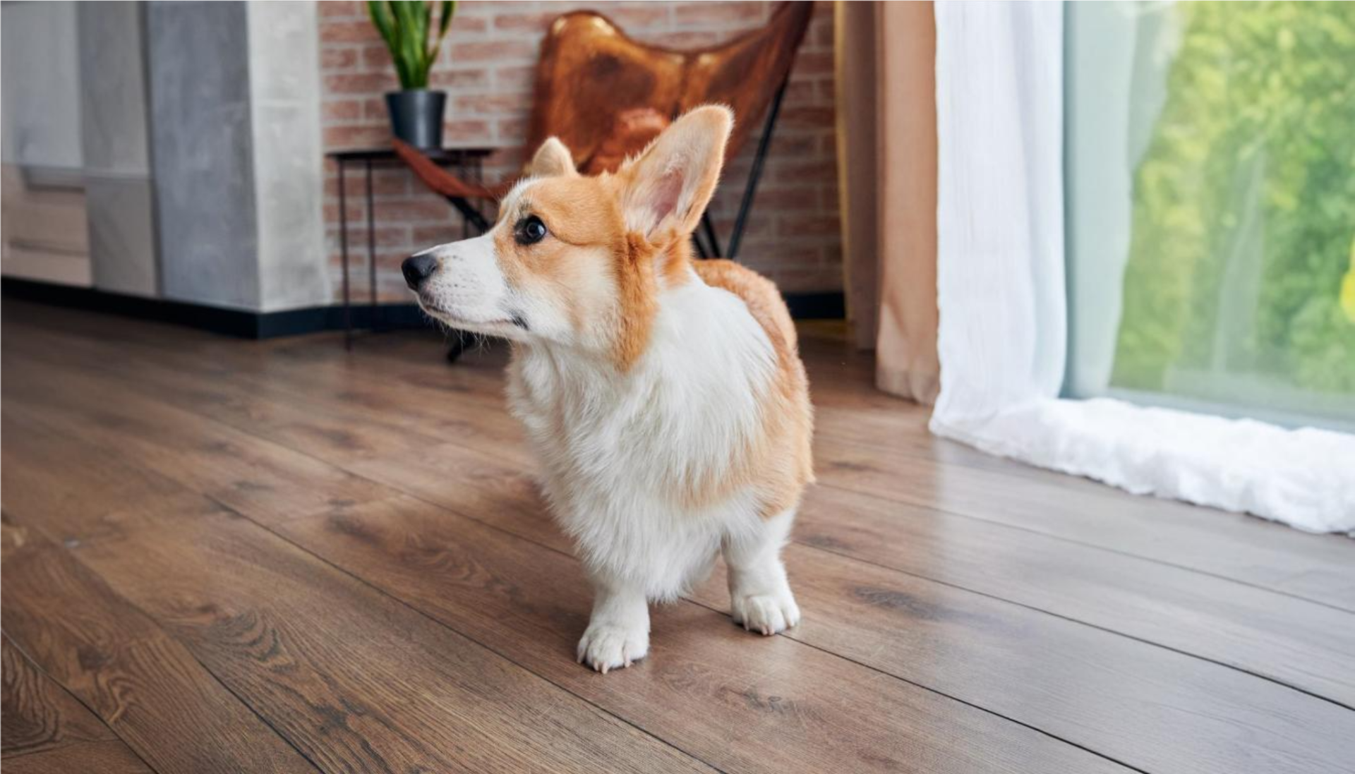 Welsh corgi pembroke