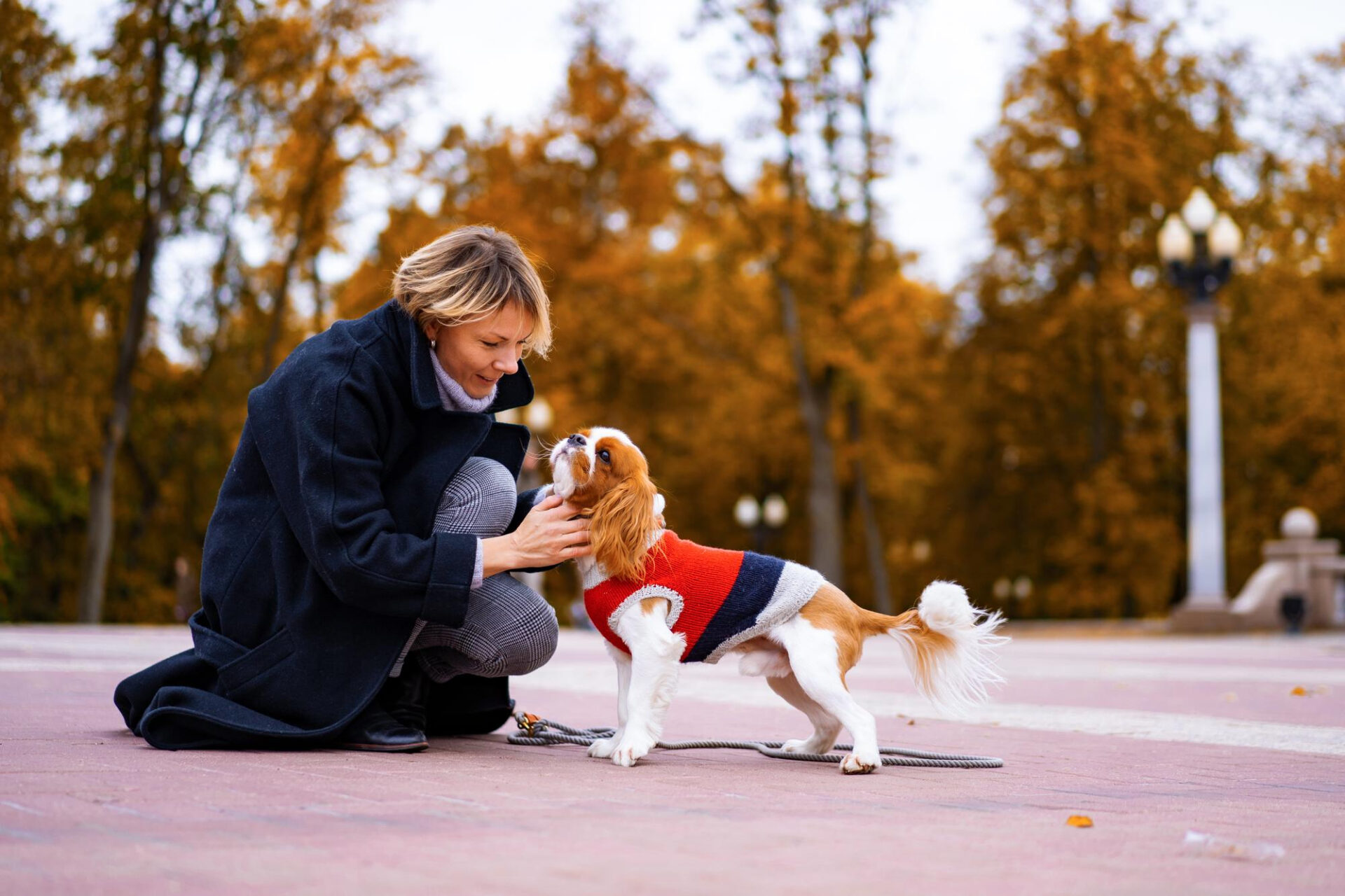 Cavalier King Charles Spaniel