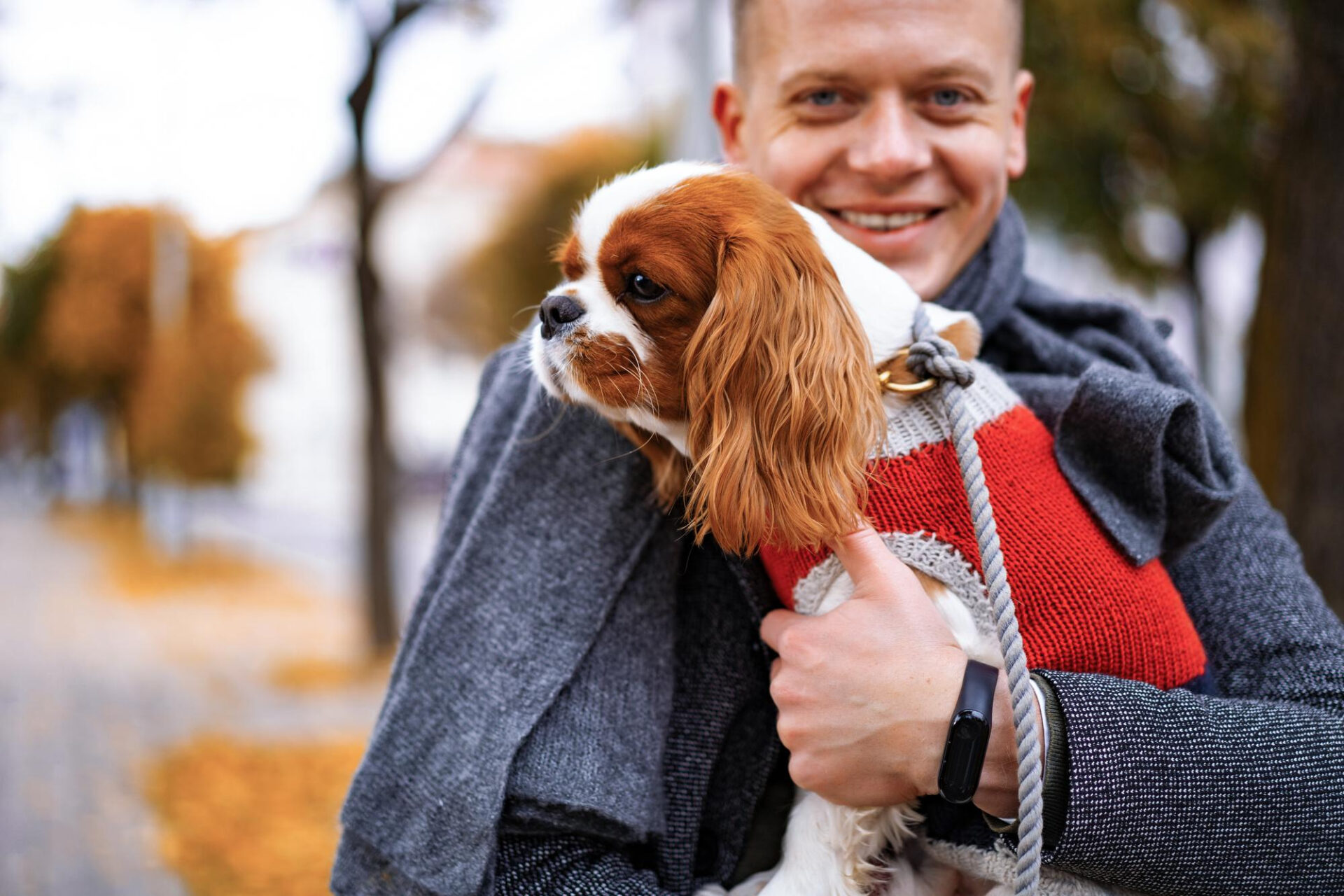 Cavalier King Charles Spaniel