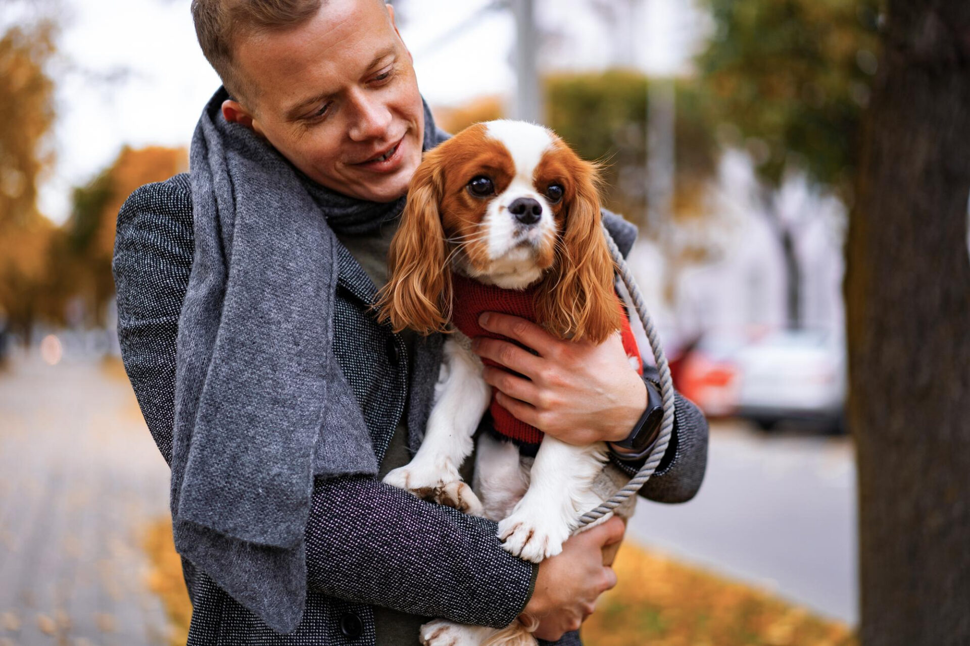 Cavalier King Charles Spaniel