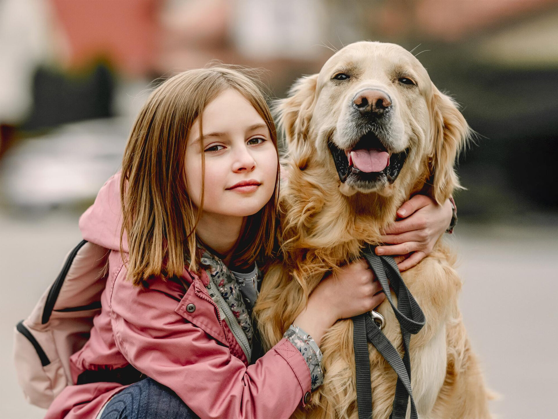 Golden Retriever