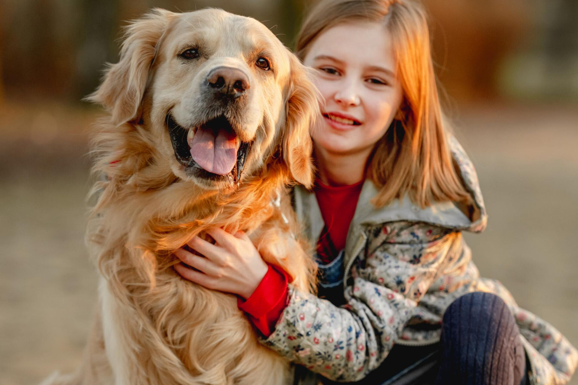 Golden Retriever