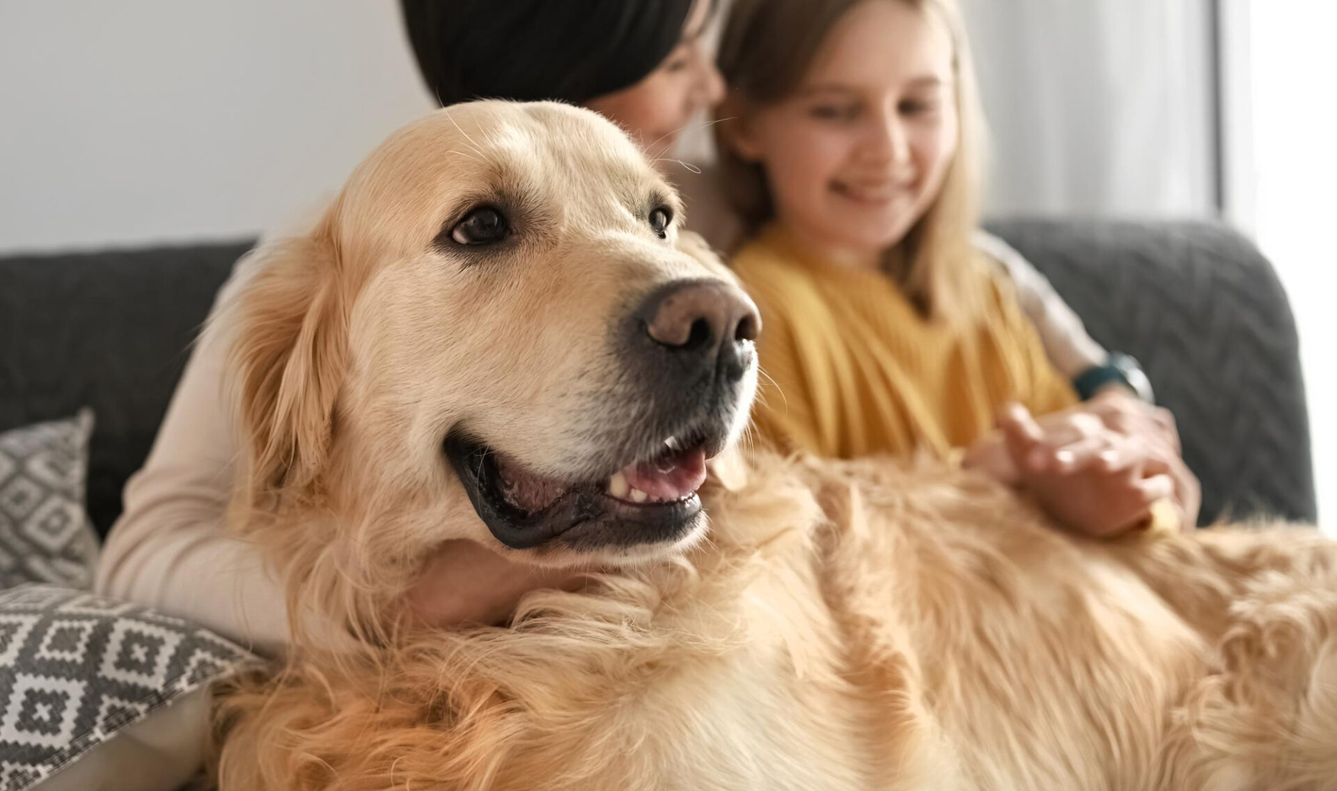 Golden Retriever