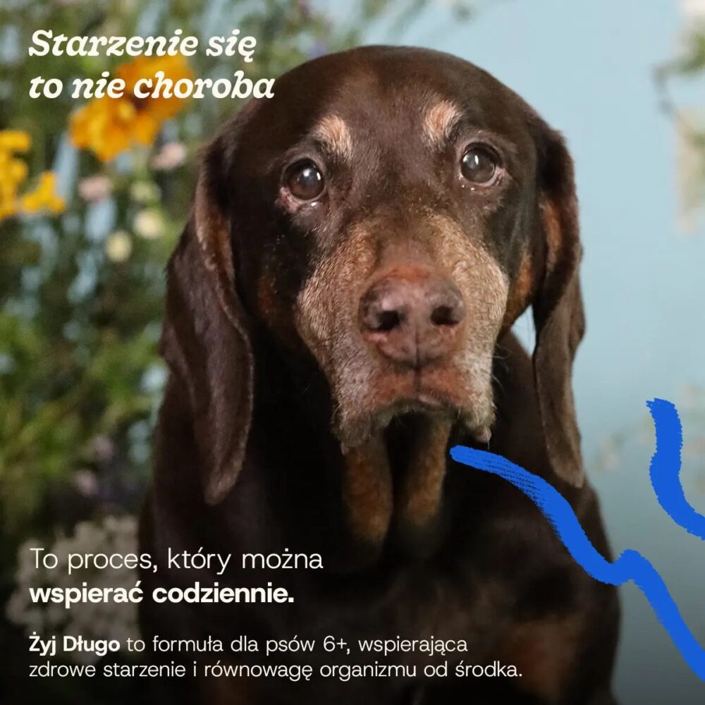 Smaczki z suplementami dla psa