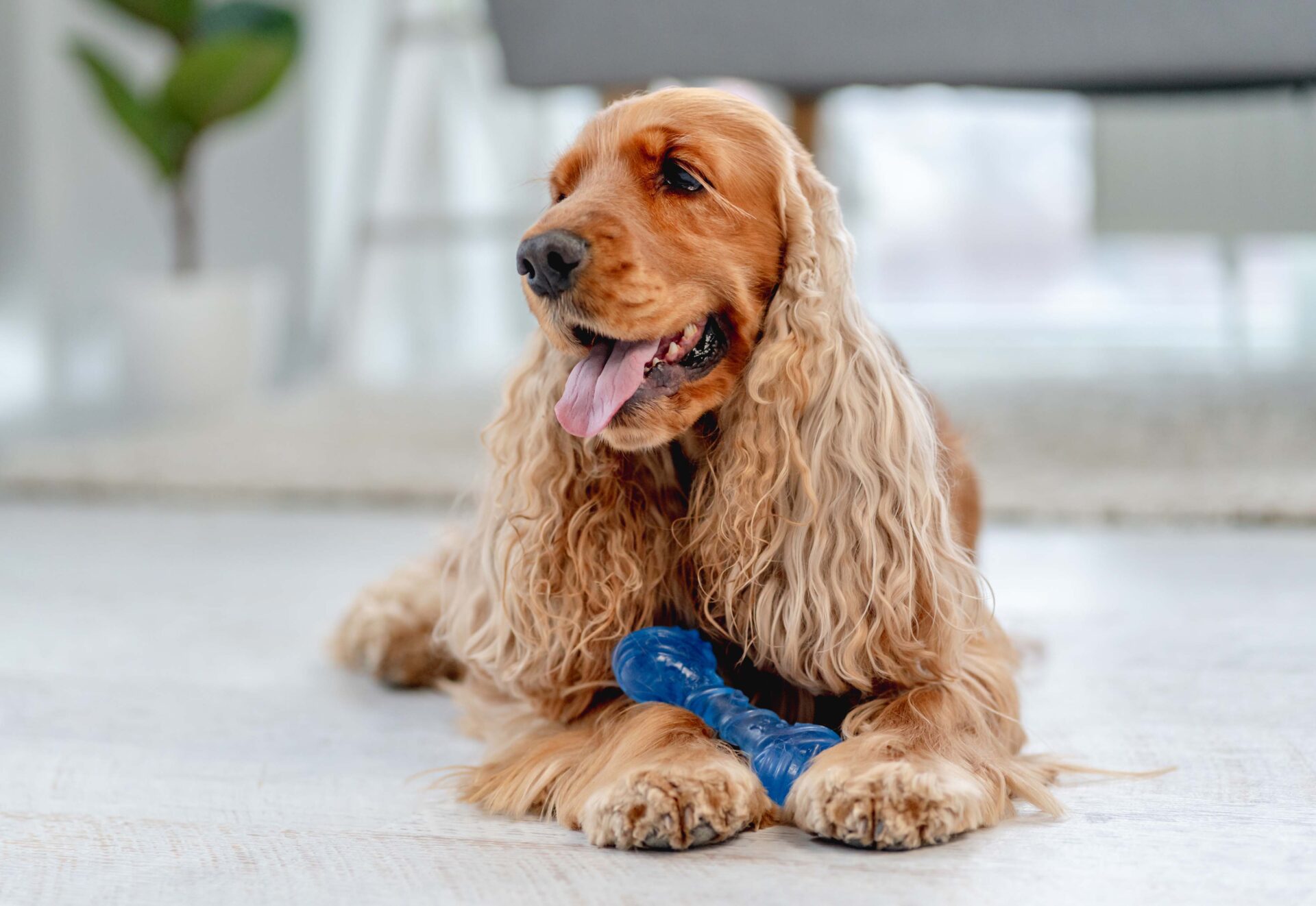 Miska dla psów z długimi uszami