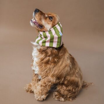 Snod dla psa - Pink Green Stripes