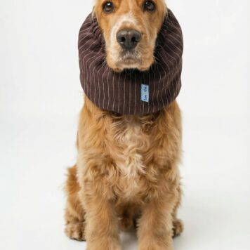 Ochrona uszu dla psa