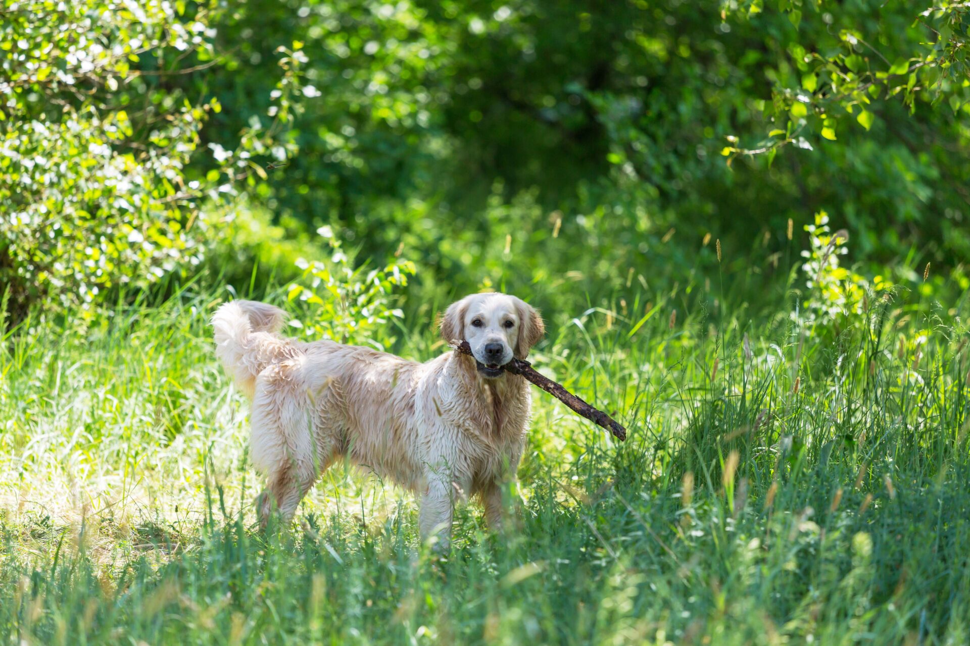 Golden retriever na spacerze – wady i zalety rasy
