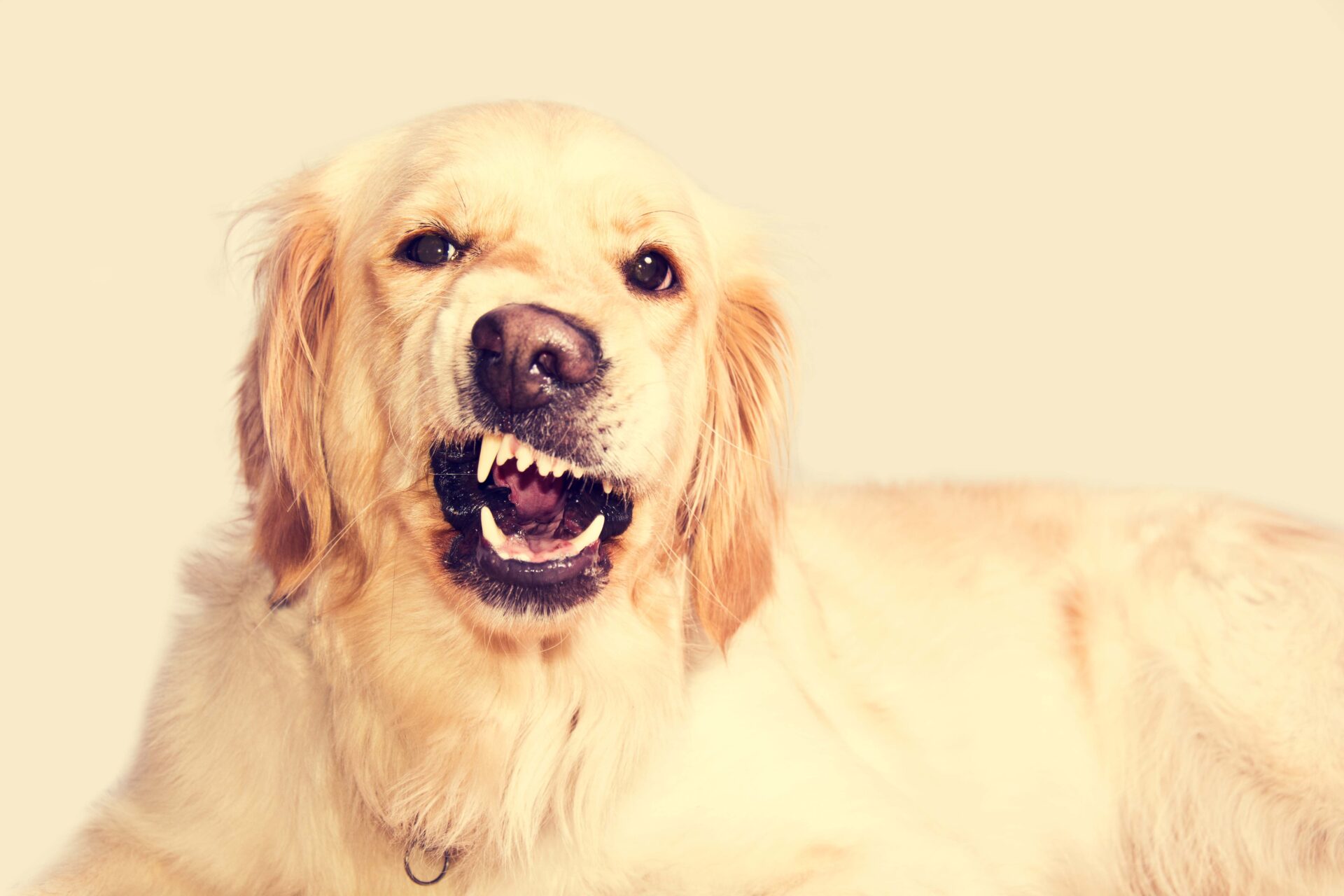 Golden retriever warczący i pokazujący zęby