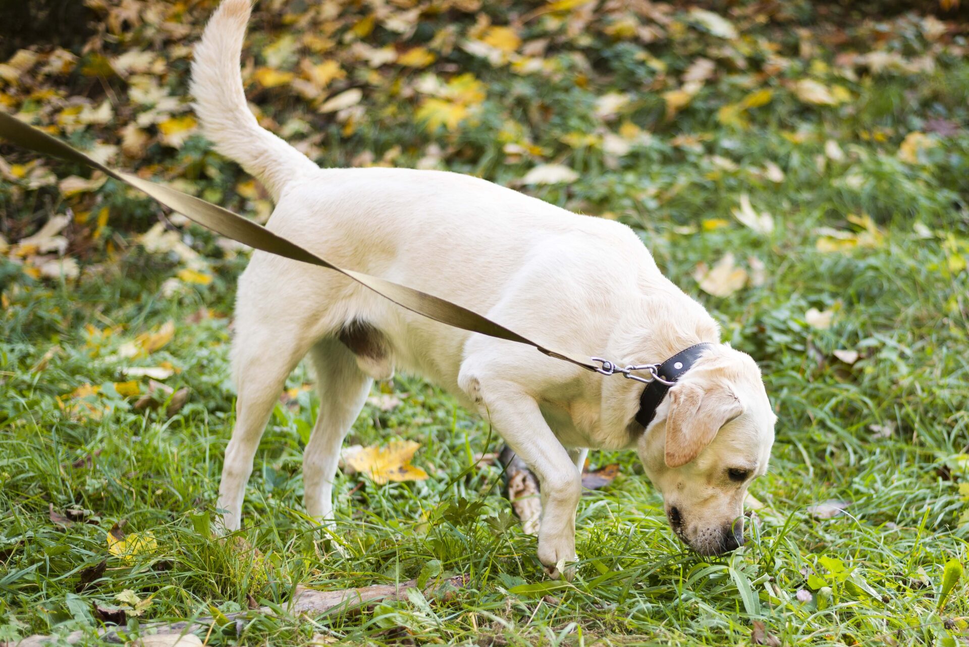 Labrador na spacerze – zatrzymanie moczu u psa wymaga uważnej obserwacji